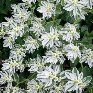 img-0: Молочай окаймленный Горные мечты - ООО «Семена Тут»