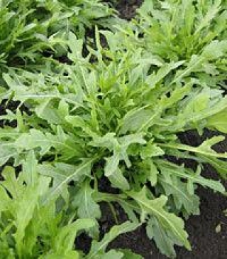 img-0: Рукола дикая Грация - ООО «Семена Тут»