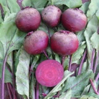 Свекла Монополи - ООО «Семена Тут»