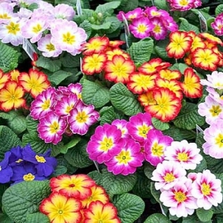 img-1: Примула Данова Метеор Микс [1000 шт] - ООО «Семена Тут»