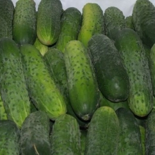 Огурец Мареса F1 - ООО «Семена Тут»