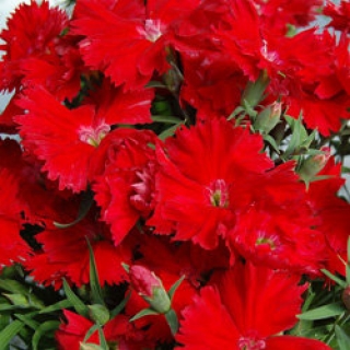 Гвоздика Диана Скарлет [1000 шт] - ООО «Семена Тут»