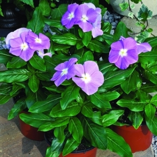 Катарантус Кора Лавендер [100 шт] - ООО «Семена Тут»