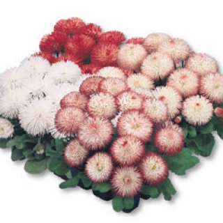 Маргаритка Хабанера Микс [50 драже] - ООО «Семена Тут»