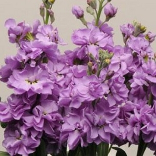 Маттиола Кац Лавендер Блю [1000 шт] - ООО «Семена Тут»