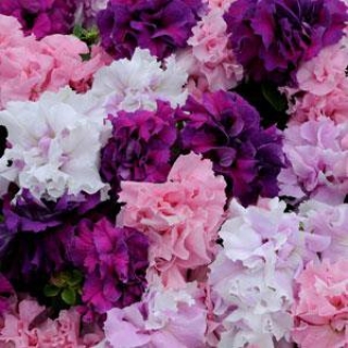 Петуния махровая Дабл Каскад Микс [50 драже] - ООО «Семена Тут»