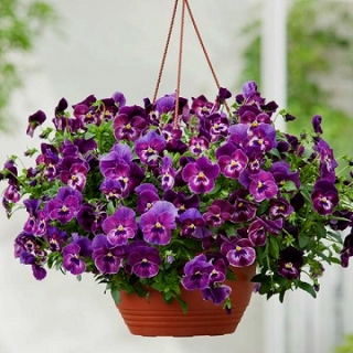 img-1: Виола ампельная Кул Вэйв Распберри [100 шт] - ООО «Семена Тут»