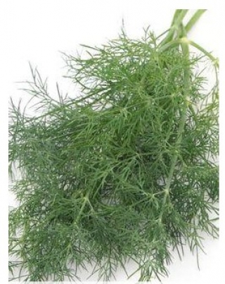 Укроп Алмаз (калиброванный) (калибр 2,2-2,5 мм) - ООО «Семена Тут»