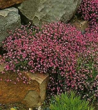 Гипсофила изящная Розовая - ООО «Семена Тут»