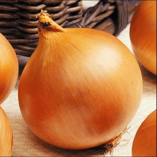 Лук репчатый Стригуновский местный - ООО «Семена Тут»