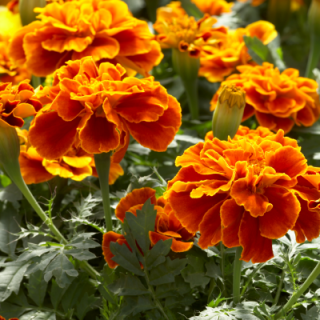 img-0: Бархатцы отклоненные Сафари Скарлет [1000 шт] - ООО «Семена Тут»