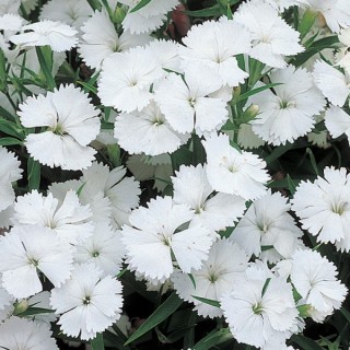 Гвоздика гибридная Телстар Вайт [100 штук] - ООО «Семена Тут»