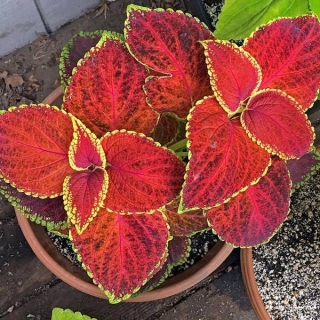 img-0: Колеус Джиант Эксибишен Рустик Ред [1000 шт] - ООО «Семена Тут»