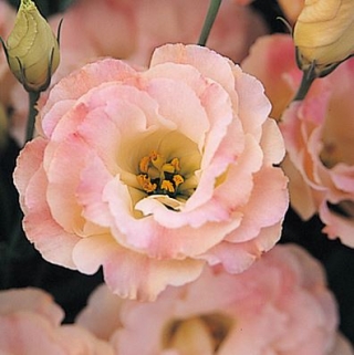 Эустома Арена 3 Шампань  [500 драже] - ООО «Семена Тут»