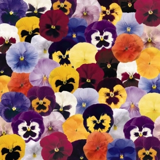 Виола крупноцветковая Инспайер Делюкс Макси Микс [50 шт] - ООО «Семена Тут»