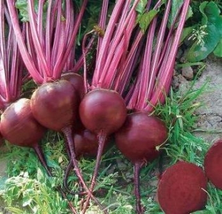 Свекла Цеппо F1 (фракция 3.50-4.25 мм) - ООО «Семена Тут»