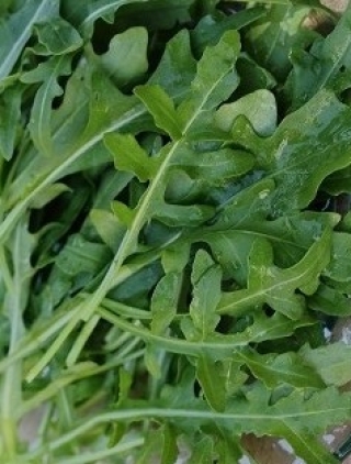 img-1: Рукола Гурман - ООО «Семена Тут»