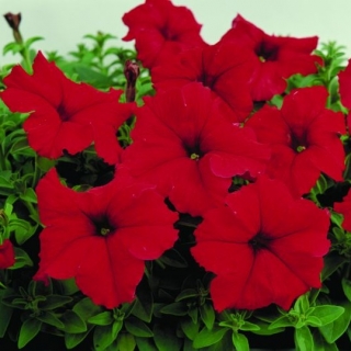 Петуния грандифлора Фалькон Ред [100 драже] - ООО «Семена Тут»