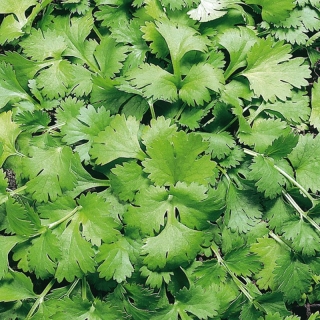 img-0: Кориандр Кин-Дза-Дза - ООО «Семена Тут»