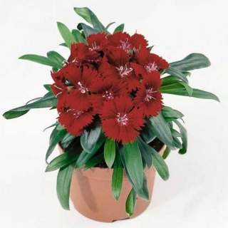 Гвоздика Чиба Кримсон [500 шт] - ООО «Семена Тут»