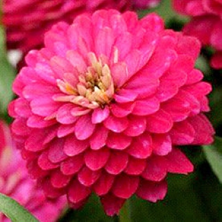 Цинния Дабл Захара Строберри [1000 шт] - ООО «Семена Тут»