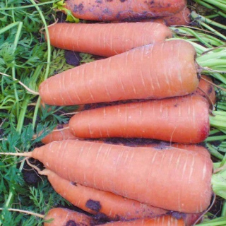 Морковь Каскад F1 (фракция: 1,6-1,8 мм) - ООО «Семена Тут»