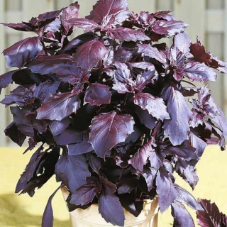 img-0: Базилик Рози - ООО «Семена Тут»