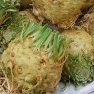 Сельдерей Есаул корневой - ООО «Семена Тут»