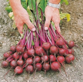 Свекла Экшен F1 - ООО «Семена Тут»