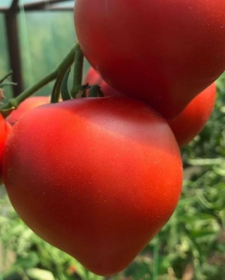img-1: Томат Примо Ред F1 - ООО «Семена Тут»