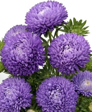 img-0: Астра Бьютифул Дэй Дарк Блю [3 гр] - ООО «Семена Тут»