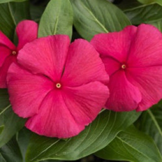 Катарантус Кора Панч [1000 шт] - ООО «Семена Тут»