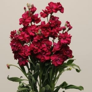 Маттиола Кац Руби [1000 шт] - ООО «Семена Тут»