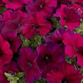 Петуния мультифлора Селебрити Бургунди [50 драже] - ООО «Семена Тут»