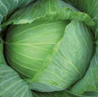 Капуста белокочанная Бартон F1 (прециз. семена) - ООО «Семена Тут»