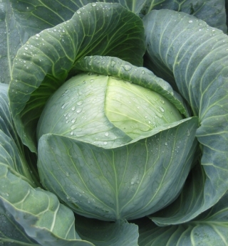 Капуста белокочанная Сторидор F1 - ООО «Семена Тут»