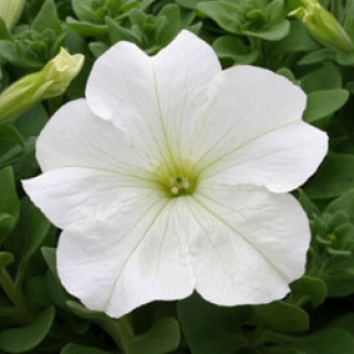 Петуния грандифлора Призм Вайт [1000 драже] - ООО «Семена Тут»