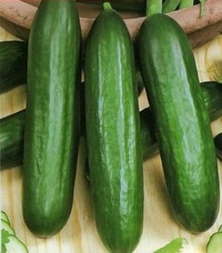 Огурец Кафкас F1 - ООО «Семена Тут»