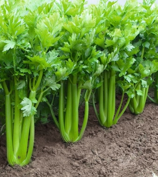 Сельдерей Танго черешковый - ООО «Семена Тут»