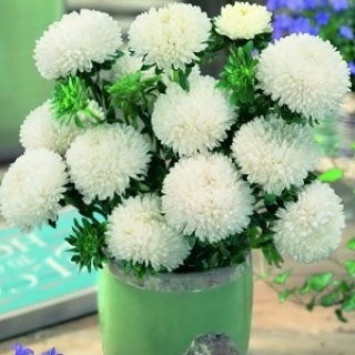 img-0: Астра Бьютифул Дэй Креми Вайт [3 гр] - ООО «Семена Тут»