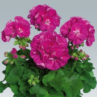 Пеларгония зональная Горизонт Виолет [100 штук] (инкруст. семена) - ООО «Семена Тут»