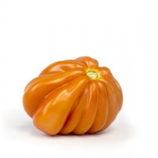 img-0: Томат Ругантино F1 - ООО «Семена Тут»