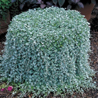 Дихондра Сильвер фолс [1200 шт] - ООО «Семена Тут»