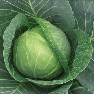 Капуста белокочанная Суприм Вантаж F1 - ООО «Семена Тут»