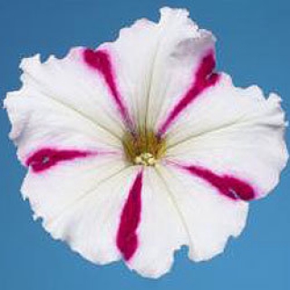 Петуния мультифлора Селебрити Бургунди Стар [50 драже] - ООО «Семена Тут»