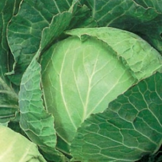 img-0: Капуста белокочанная Подарок - ООО «Семена Тут»