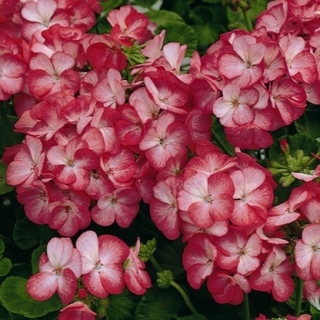 Пеларгония зональная Мультиблум Скарлет Ай [250 шт] - ООО «Семена Тут»