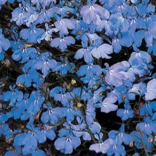 Лобелия ампельная Регата Блю Скай [1000 м/драже]* - ООО «Семена Тут»