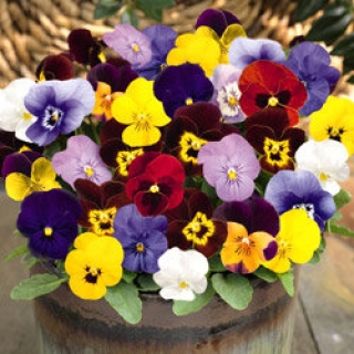 Виола рогатая Эдмаер Макси Микс [1000 шт] - ООО «Семена Тут»