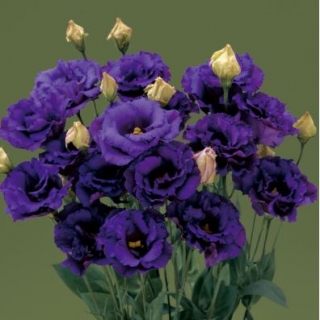 Эустома Корелли СУ 3 Блю  [50 драже] - ООО «Семена Тут»